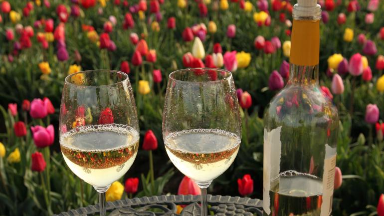 在 Wooden Shoe Vineyards 葡萄园细细品鉴各种葡萄酒,同时可欣赏位于伍德本的 Wooden Shoe Tulip Farm 郁金香农场那色彩缤纷的花卉彩虹。  在 Wooden Shoe Vineyards 葡萄园细细品鉴各种葡萄酒,同时可欣赏位于伍德本的 Wooden Shoe Tulip Farm 郁金香农场那色彩缤纷的花卉彩虹。