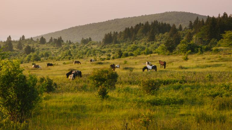弗吉尼亚州格雷森高地州立公园的野生小马常常会在公园小道旁吃草。