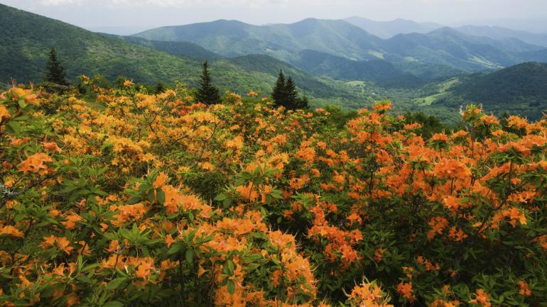 北卡罗来纳州希科里沿途迷人风光
