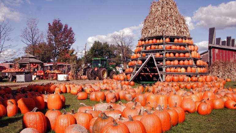 Wander through a pumpkin wonderland at The Great Pumpkin Farm Fall Festival.