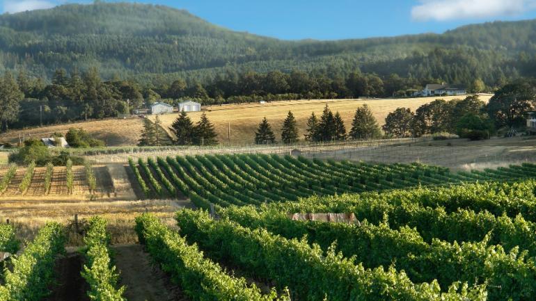 俄勒冈州拥有几处屡获大奖的葡萄酒产区,您可以在这些产区欣赏到茂盛的葡萄园,还可以去品酒室品尝美酒。 俄勒冈州拥有几处屡获大奖的葡萄酒产区,您可以在这些产区欣赏到茂盛的葡萄园,还可以去品酒室品尝美酒。