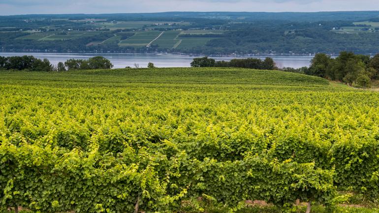 在干燥的陆地上品尝美酒，欣赏手指湖的迷人美景。