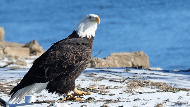 密西西比河岸边的一只白头鹰