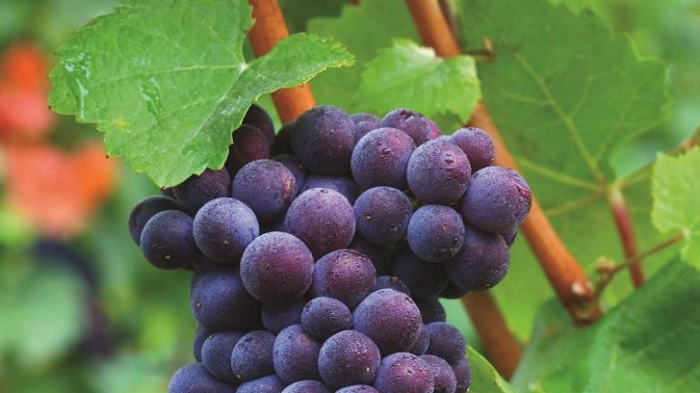 俄勒冈州的土地种植的葡萄酿造出屡获殊荣的葡萄酒。 俄勒冈州的土地种植的葡萄酿造出屡获殊荣的葡萄酒。