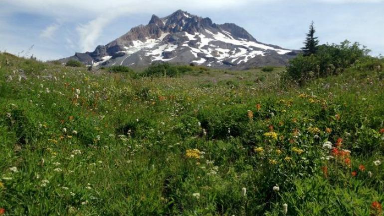 我顺便到了胡德山风景秀美的天堂公园(Paradise Park)转了转,行程虽短但收获颇丰,之后我便沿着令人头疼的陡峭步道下了山,到了太平洋屋脊步道与桑迪河(Sandy River)的交汇处。 我顺便到了胡德山风景秀美的天堂公园(Paradise Park)转了转,行程虽短但收获颇丰,之后我便沿着令人头疼的陡峭步道下了山,到了太平洋屋脊步道与桑迪河(Sandy River)的交汇处。
