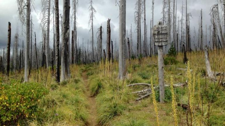 杰弗逊荒野(Jefferson Wilderness)位于 Santiam Pass 隘口北面,拥有绵延数英里的溪流区,具有一种令人毛骨悚然的气息。光秃秃的白色树木高高耸立,映衬着天空及大量生长的鲜绿色和黄色植被,更加显得这里了无生气。 杰弗逊荒野(Jefferson Wilderness)位于 Santiam Pass 隘口北面,拥有绵延数英里的溪流区,具有一种令人毛骨悚然的气息。光秃秃的白色树木高高耸立,映衬着天空及大量生长的鲜绿色和黄色植被,更加显得这里了无生气。