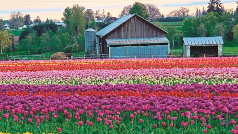 自驾游路线蜿蜒穿过争奇斗艳的花田,一路绵延至迷人的农场。 自驾游路线蜿蜒穿过争奇斗艳的花田,一路绵延至迷人的农场。