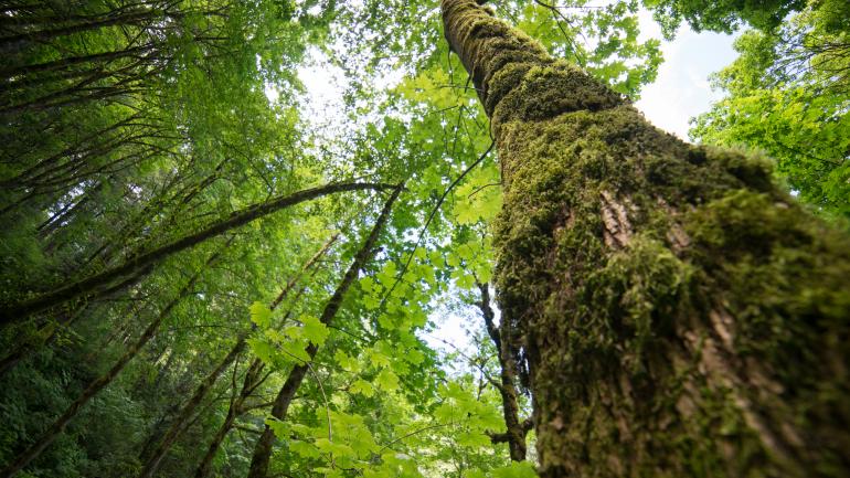 俄勒冈州哥伦比亚河谷覆满苔藓的树木 俄勒冈州哥伦比亚河谷覆满苔藓的树木