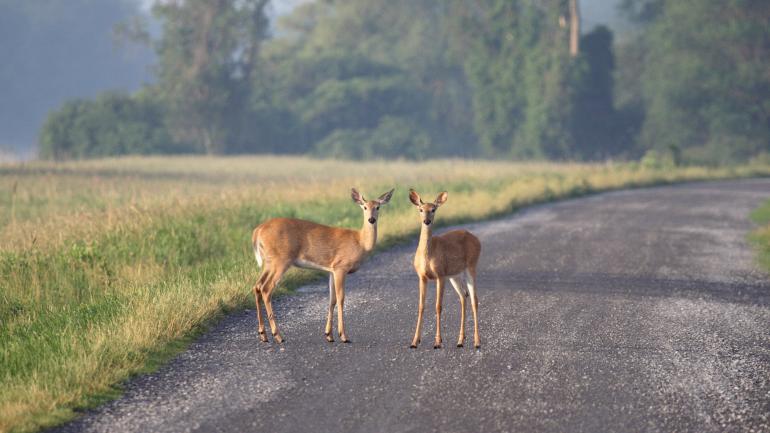 在蒙特苏马国家野生动物保护区内观鹿