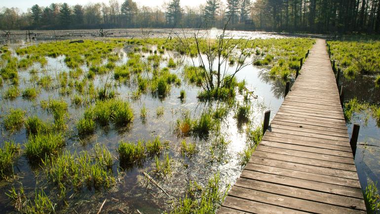 詹姆斯敦奥杜邦自然中心内的木板道在湿地中一直延伸