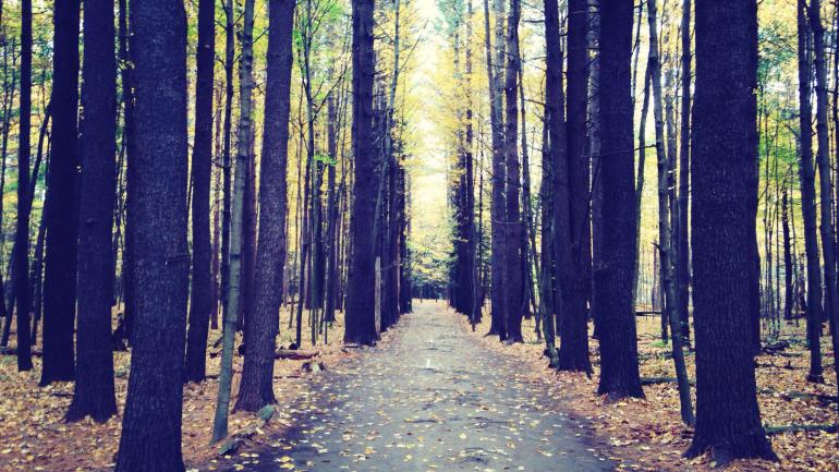 漫步于萨拉托加温泉水疗州立公园的林木之间