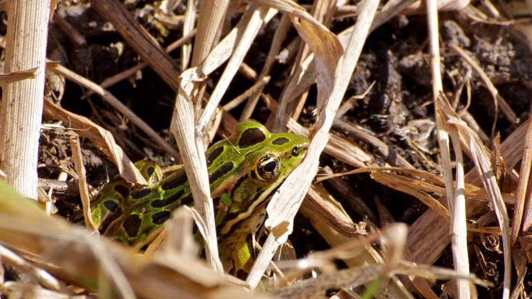 易洛魁国家野生动物保护区内一只躲在草丛里的小青蛙