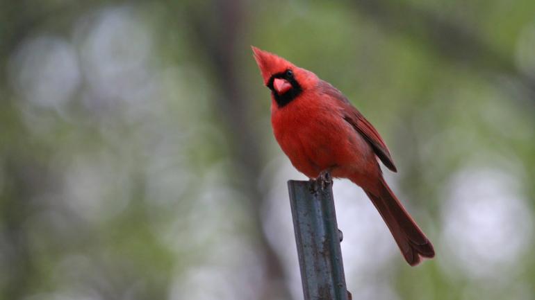 在野外中心留意天空中飞过的北美红雀和其他鸟类