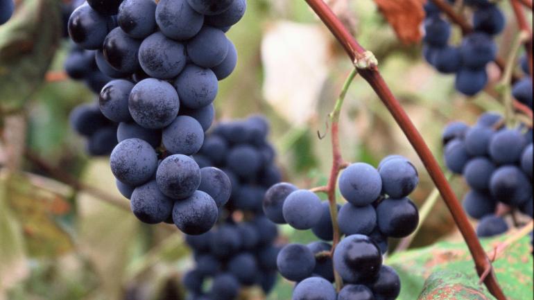 葡萄藤上的纽约州酿酒葡萄