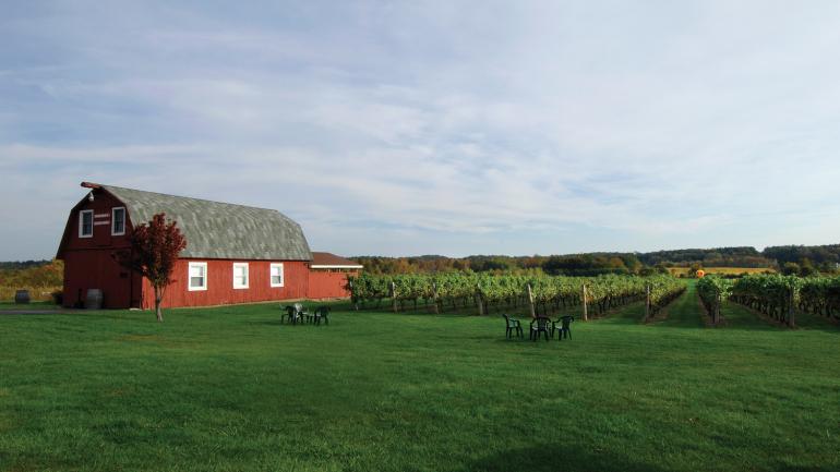 纽约州西部以冰葡萄酒闻名的田园诗般的葡萄园