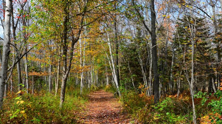 在阿迪朗达克山脉体验自己挑选的森林徒步和骑行小径
