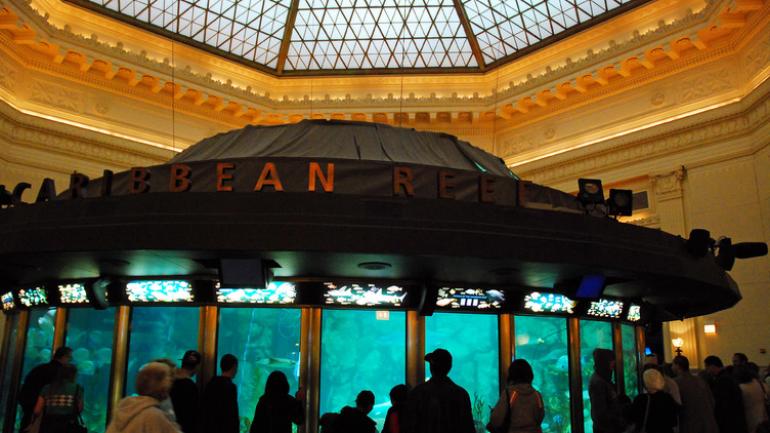 观看芝加哥谢德水族馆的加勒比礁展览