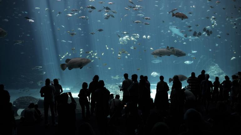 生活在亚特兰大佐治亚水族馆的 100000 多种海洋生物中的一部分