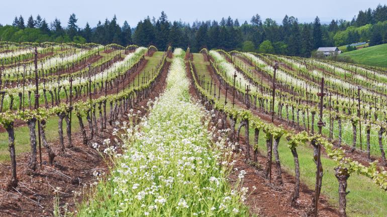 Rows of grape vines at Garden Vineyards