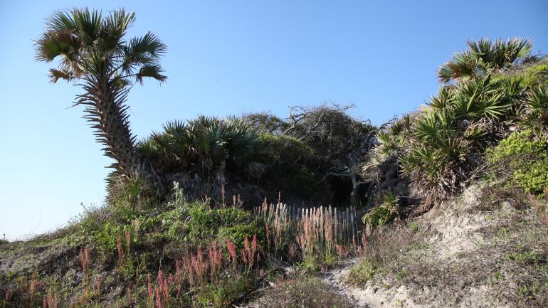 杰克逊维尔汉娜公园的迷人风景