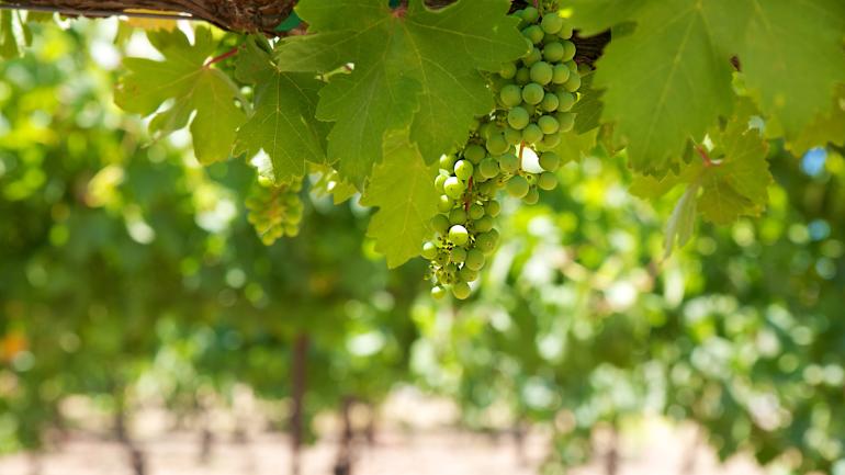 Wine tasting tours in Central California 