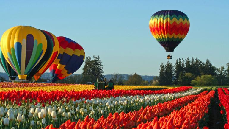 Hot-air balloons in a field of flowers at Wooden Shoe Tulip Farm
