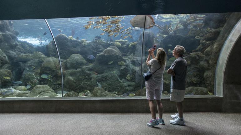 在坦帕的佛罗里达水族馆近距离观看水下景观