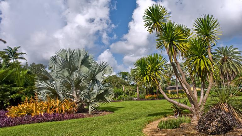 费尔查德热带植物园中的佛罗里达本地植物 费尔查德热带植物园中的佛罗里达本地植物