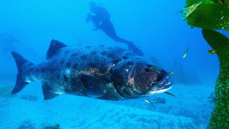 海峡群岛国家海洋保护区的水下景色