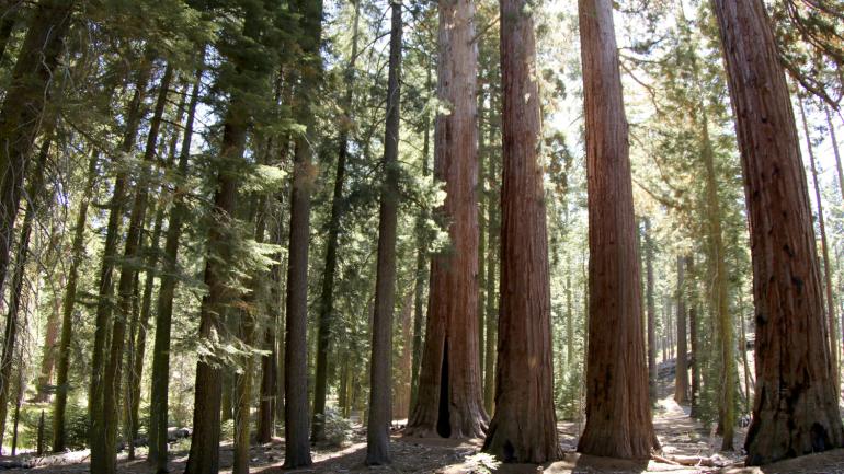 优胜美地国家公园的红杉有着数千年的树龄