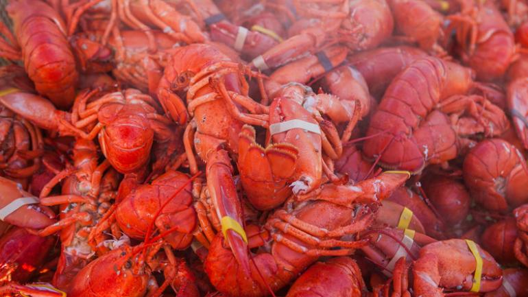 Lobsters cooked to perfection and ready to eat Lobsters cooked to perfection and ready to eat