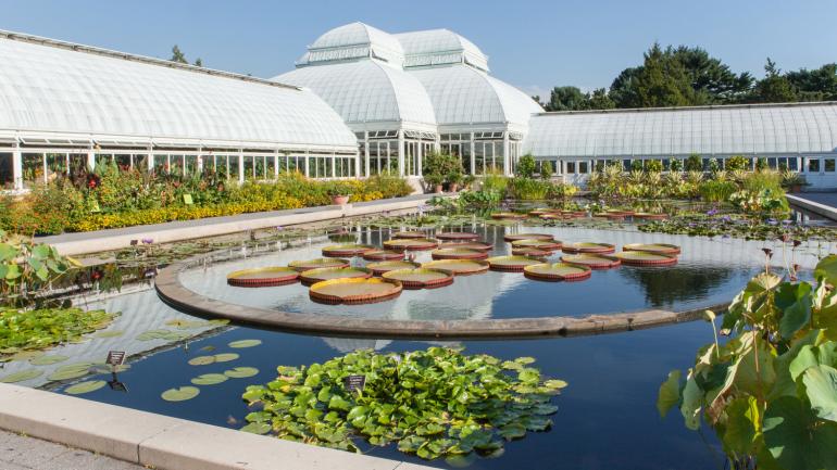 纽约植物园的池塘盛景