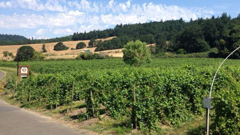 塞勒姆安克尼酒庄内道路变长势良好的葡萄藤 塞勒姆安克尼酒庄内道路变长势良好的葡萄藤