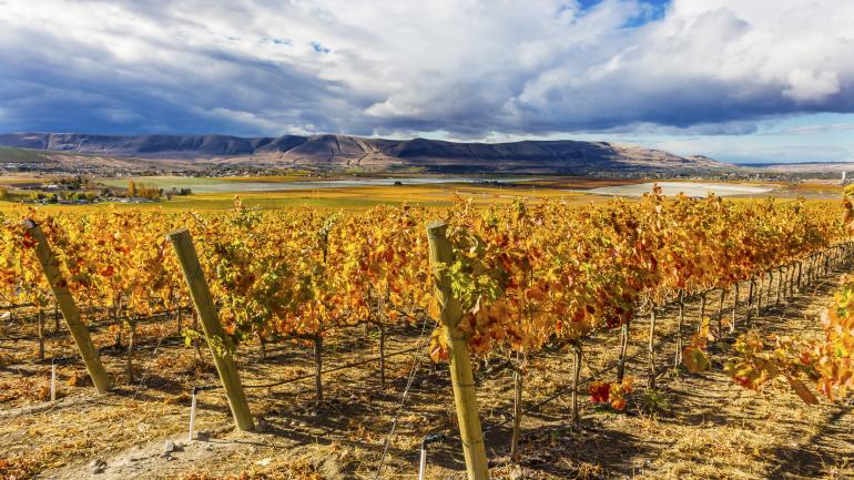 三城地区本顿城葡萄园的秋日景色 三城地区本顿城葡萄园的秋日景色