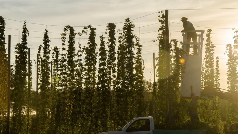 尤金 Agrarian Ales 酿酒厂正在收割啤酒花 尤金 Agrarian Ales 酿酒厂正在收割啤酒花