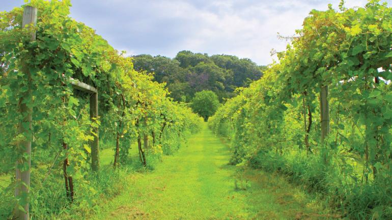 加利纳酒窖葡萄园酒庄的葡萄藤，提供参观和品酒服务