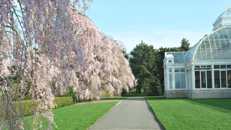 春天,城市周围的植物园里樱花盛开 春天,城市周围的植物园里樱花盛开