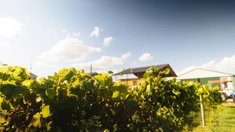 Danenberger Family Vineyards 葡萄园内青翠的葡萄藤