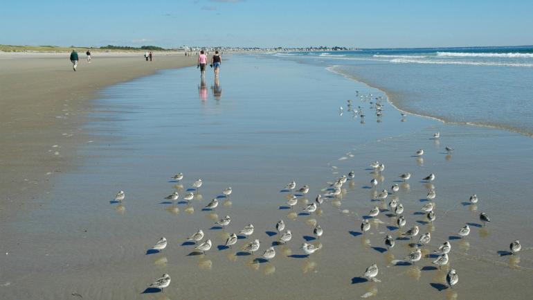 在奥甘奎特海滩柔软的沙滩上观鸟