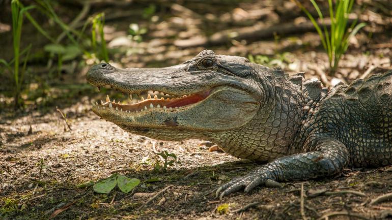 沼泽栖息地中的路易斯安那州鳄鱼