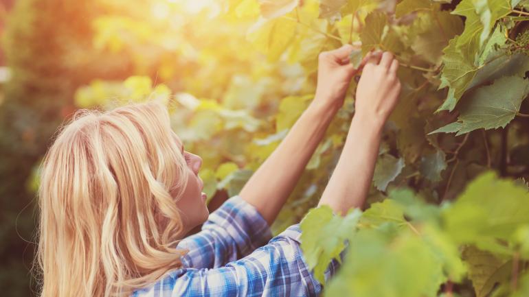 利弗莫尔谷青翠蔓延的葡萄藤