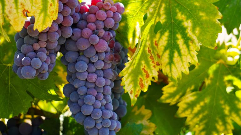 洛迪芬芳四溢的葡萄正在等待采摘