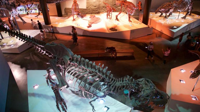 休斯敦自然科学博物馆展出的恐龙化石令人惊叹