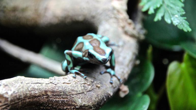史密森尼国家动物园内的毒箭蛙
