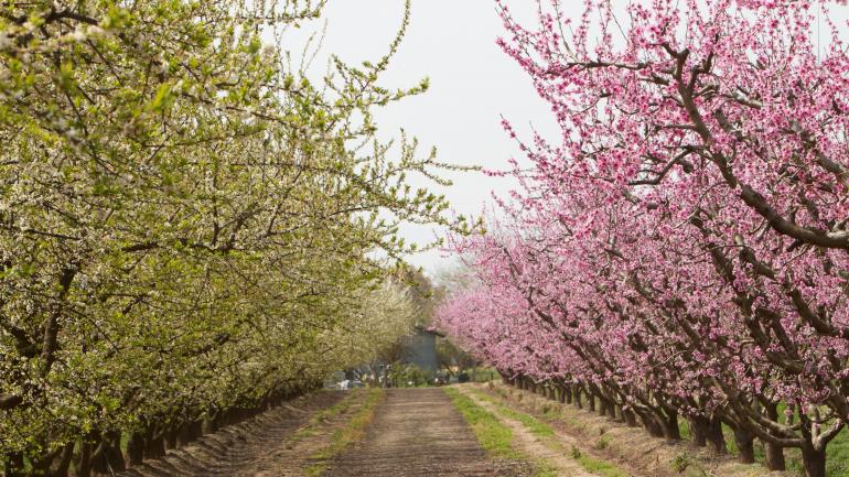 在春天探索弗雷斯诺花道，道路两旁的果园鲜花盛开