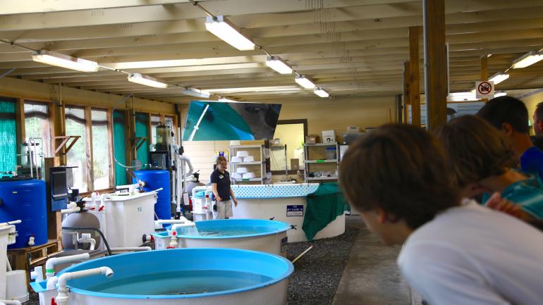 佐治亚州海龟中心内的康复治疗馆 佐治亚州海龟中心内的康复治疗馆