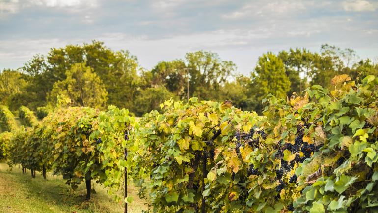 贺尔曼石头山酒厂内的一排葡萄藤 贺尔曼石头山酒厂内的一排葡萄藤