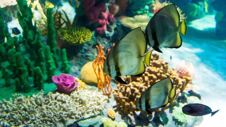 在雷普利水族馆的珊瑚礁处游来游去的热带鱼