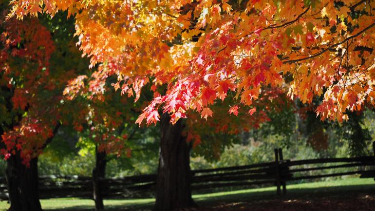 斐洛山州立公园里的枫叶在秋天变成红色、黄色和橙色