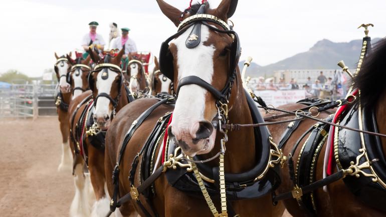 百威啤酒明星马 Clydesdales 百威啤酒明星马 Clydesdales